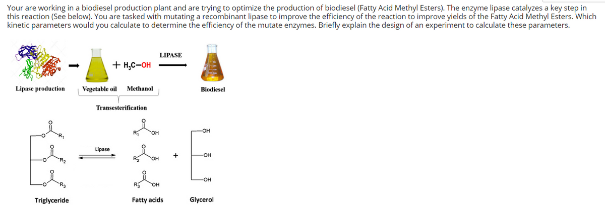 Your are working in a biodiesel production plant and are trying to optimize the production of biodiesel (Fatty Acid Methyl Esters). The enzyme lipase catalyzes a key step in
this reaction (See below). You are tasked with mutating a recombinant lipase to improve the efficiency of the reaction to improve yields of the Fatty Acid Methyl Esters. Which
kinetic parameters would you calculate to determine the efficiency of the mutate enzymes. Briefly explain the design of an experiment to calculate these parameters.
LIPASE
+ H,C-OH
Lipase production
Vegetable oil
Methanol
Biodiesel
Transesterification
-OH
R
HO.
Lipase
+
R2
HO.
HO,
Triglyceride
Fatty acids
Glycerol
