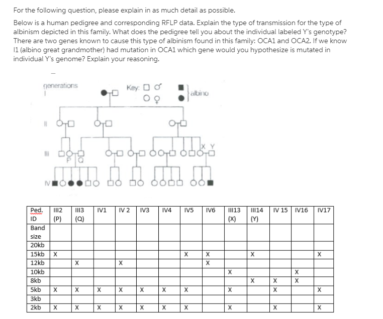 For the following question, please explain in as much detail as possible.
Below is a human pedigree and corresponding RFLP data. Explain the type of transmission for the type of
albinism depicted in this family. What does the pedigree tell you about the individual labeled Y's genotype?
There are two genes known to cause this type of albinism found in this family: OCA1 and OCA2. If we know
1 (albino great grandmother) had mutation in OCA1 which gene would you hypothesize is mutated in
individual Y's genome? Explain your reasoning.
generations
Key: D ở
abino
Ped.
III2
II13
IV1
IV 2
IV3
IV4
IV5
IV6
III13
III14
IV 15 IV16
IV17
ID
(P)
(Q)
(X)
(Y)
Band
size
20kb
15kb
X
12kb
10kb
X
X
8kb
X
X
X
5kb
X
X
X
X
X
X
X
X
3kb
2kb
