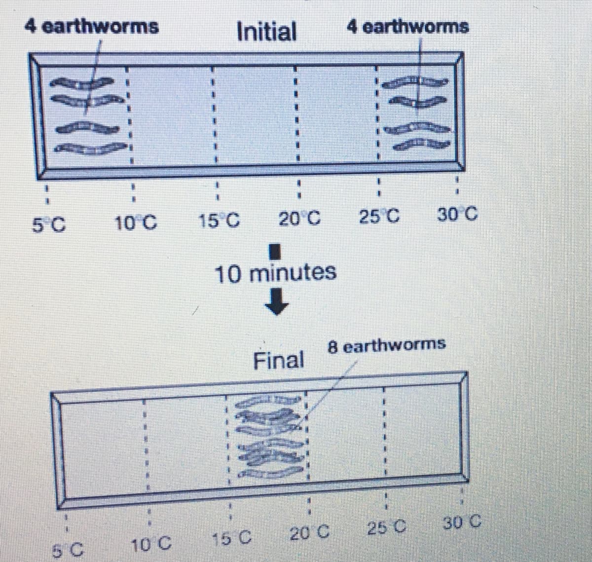 4 earthworms
Initial
4 earthworms
5 C
10 C
15 C
20 C
25 C
30 C
10 minutes
8 earthworms
Final
15 C
20 C
25 C
30 C
10 C
