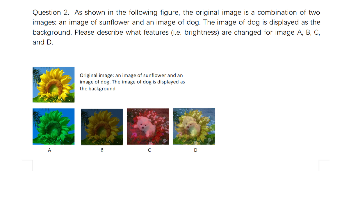 Question 2. As shown in the following figure, the original image is a combination of two
images: an image of sunflower and an image of dog. The image of dog is displayed as the
background. Please describe what features (i.e. brightness) are changed for image A, B, C,
and D.
Original image: an image of sunflower and an
image of dog. The image of dog is displayed as
the background
A
В
D
