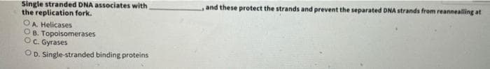 Single stranded DNA associates with
the replication fork.
OA Helicases
OB. Topoisomerases
OC. Gyrases
OD. Single-stranded binding proteins
and these protect the strands and prevent the separated DNA strands from reannealling at
