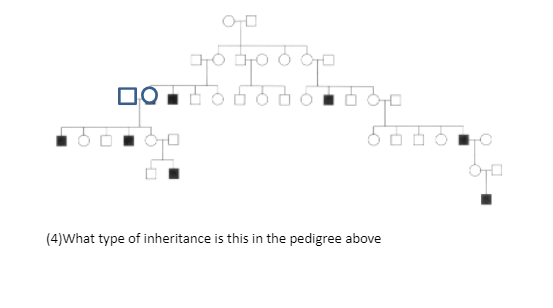 О
допробор
по нобово бор
бодо
(4)What type of inheritance is this in the pedigree above