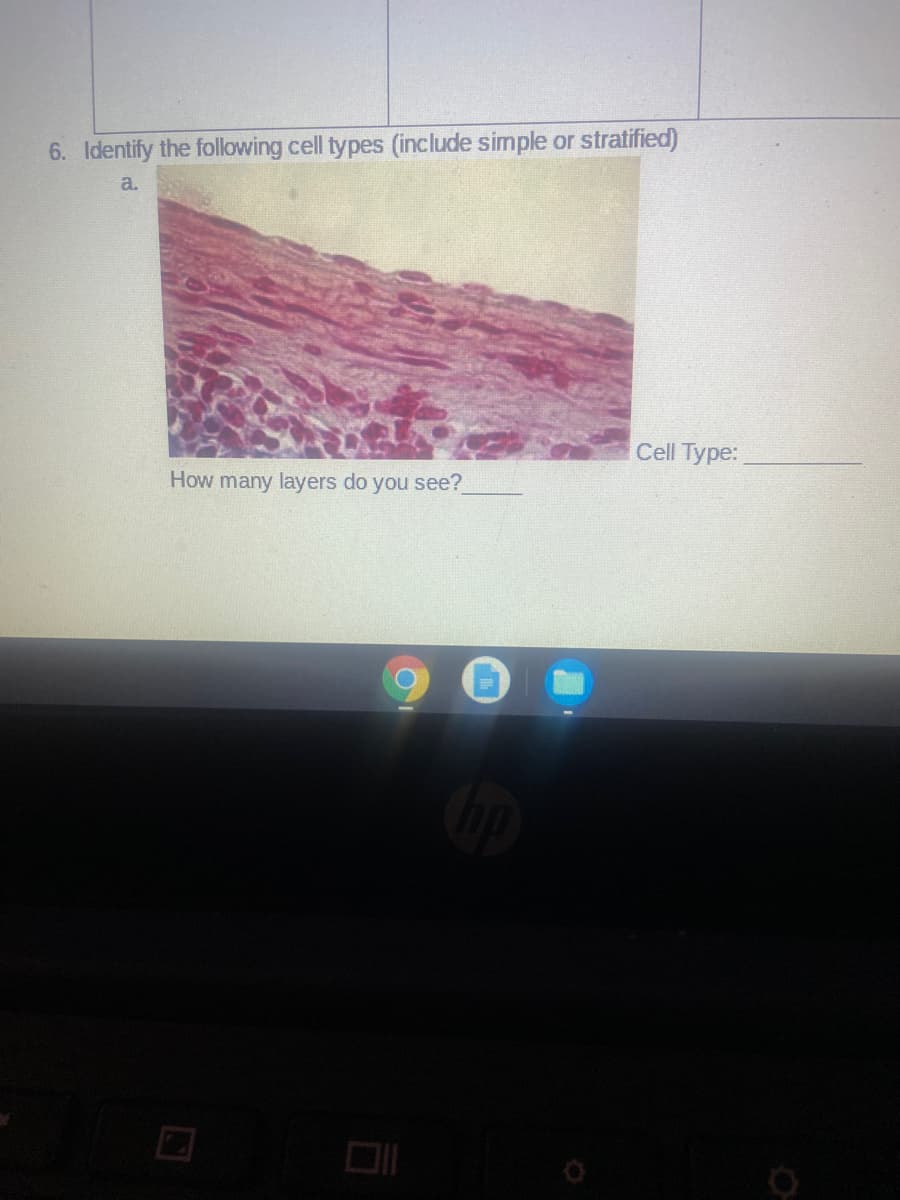 6. Identify the following cell types (include simple or stratified)
a.
Cell Type:
How many layers do you see?
