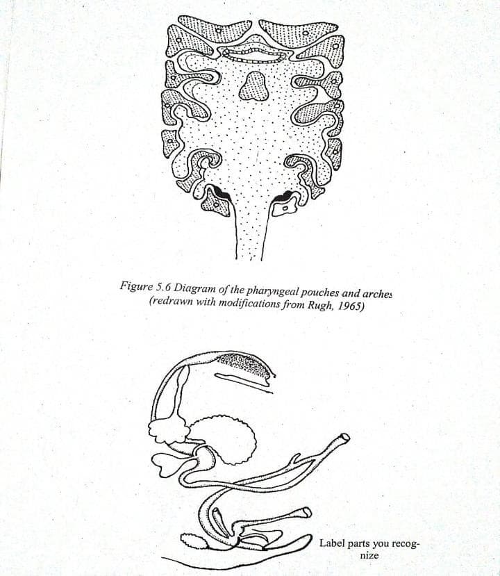 Figure 5.6 Diagram of the pharyngeal pouches and arches
(redrawn with modifications from Rugh, 1965)
Label parts you recog-
nize

