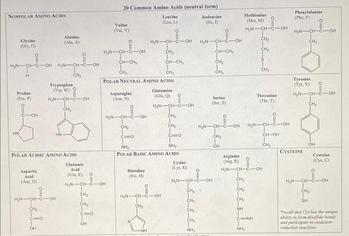 20 Common Amino Acids (neutral form)
Methionine
(Met, M)
Phenylalanine
(Phe, F)
NONPOLAR AMINO ACIDS
Leucine
Isoleucine
(Leu, L)
(Ile, I)
Valine
(Val, V)
H,N-CH-C-OH
H;N-CH-C-OH
Alanine
CH;
HN-CH-C
CH-CH,
Glycine
(Gly, G)
CH-C-
OH
(Ala, A)
H2N-
OH
CH2
CH;
HN-CH-C-OH
CH
CH-CH,
CH-CH,
CH
HN-CH-C-OH H,N-CH-C-OH
CH
CH
CH,
CH,
H.
CH
Tyrosine
(Tyr, Y)
POLAR NEUTRAL AMINO ACIDS
Tryptophan
(Trp, W) O
HN-CH-C-OH
Glutamine
Proline
Asрaragine
(Asn, N)
H,N-CH-C-OH
(Gln, Q)
Threonine
(Pro, P)
Serine
(Ser, S)
(The, T)
H,N-CH-C-OH
CH
CH,
C-OH
H,N-CH-C-
OH
CH
CH,
H,N-CH-C-OH
CH2
H,N
CH-
-он
HN
HN
CH-OH
CH
NH,
NH,
OH
CH,
CYSTEINE
POLAR ACIDIC AMINO ACIDS
POLAR BASIC AMINO ACIDS
Cysteine
Arginine
(Arg, R)
(Cys, C)
Glutamie
Acid
Lysine
(Lys, K)
HN-CH-C-OH
Aspartic
Acid
Histidine
(His, H)
(Glu, E)
(Asp, D)
H,N-CH-C-OH
CH,
H,N-CH-C-OH
HN-CH-C
OH
CH,
CH
CH2
H,N-CH-C
H,N-CH-C-
OH
CH
SH
CH,
CH
NH
"recall that Cya har the unique
ability to form diulfide bonds
and participate in oxidation-
reduction reactions
CNH
CH,
OH
NH,
NH2
NH
