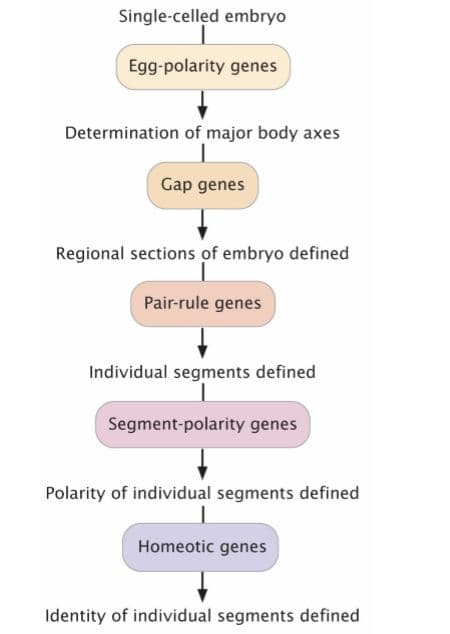 Single-celled embryo
Egg-polarity genes
Determination of major body axes
Gap genes
Regional sections of embryo defined
Pair-rule genes
Individual segments defined
Segment-polarity genes
Polarity of individual segments defined
Homeotic genes
Identity of individual segments defined
