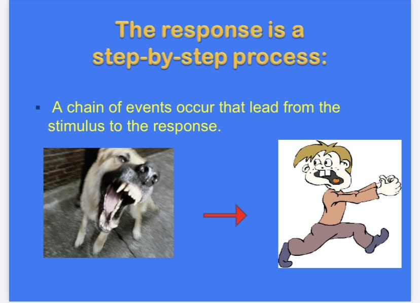 The response is a
step-by-step process:
A chain of events occur that lead from the
stimulus to the response.
