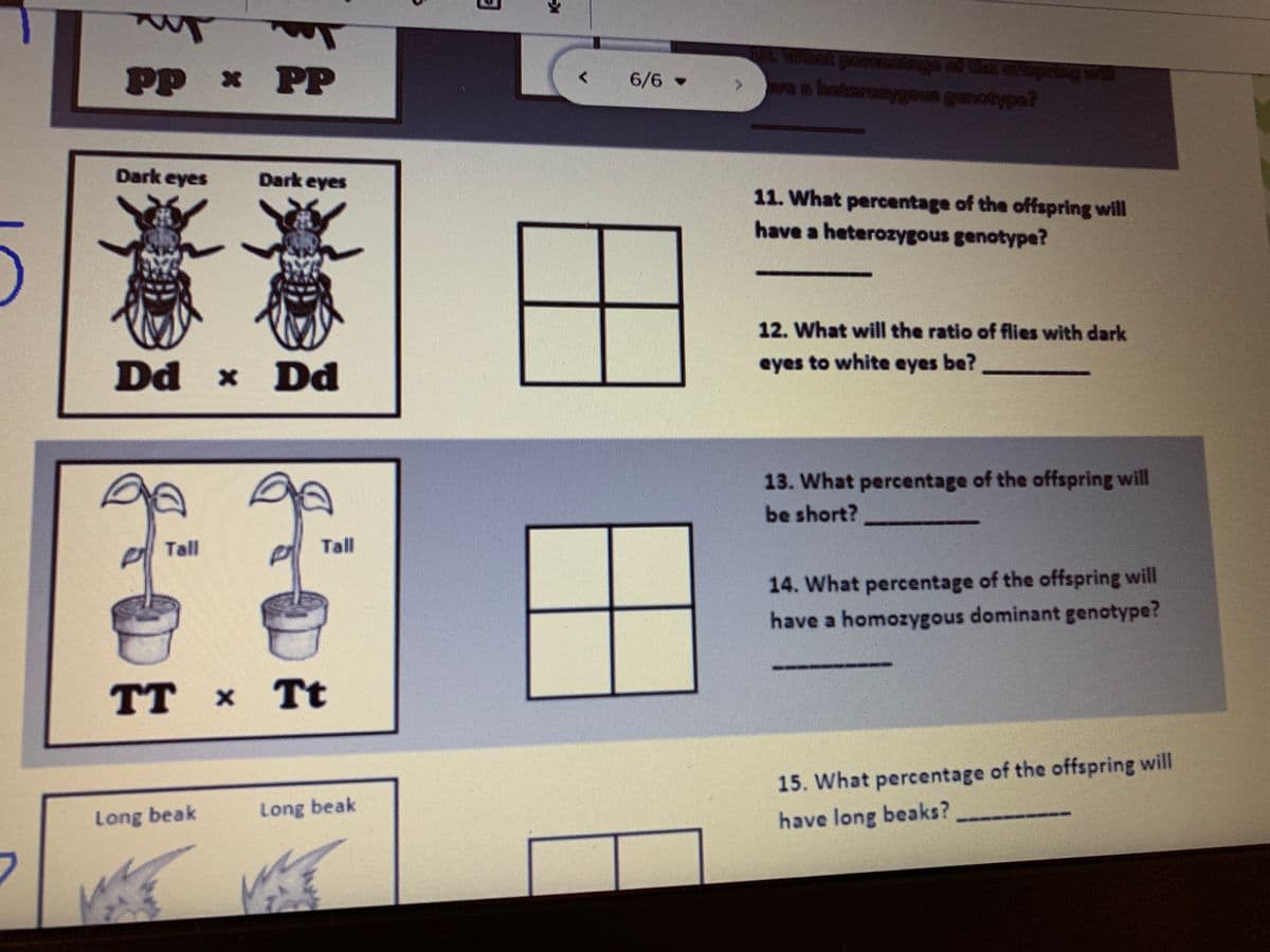 Im
pP x PP
6/6
wa s hatarosygous genotypa?
Dark eyes
Dark eyes
11. What percentage of the offspring will
have a heterozygous genotype?
12. What will the ratio of flies with dark
eyes to white eyes be?
Dd x
x Dd
13. What percentage of the offspring will
be short?
Tall
Tall
14. What percentage of the offspring will
have a homozygous dominant genotype?
TT х Tt
15. What percentage of the offspring will
Long beak
Long beak
have long beaks?
