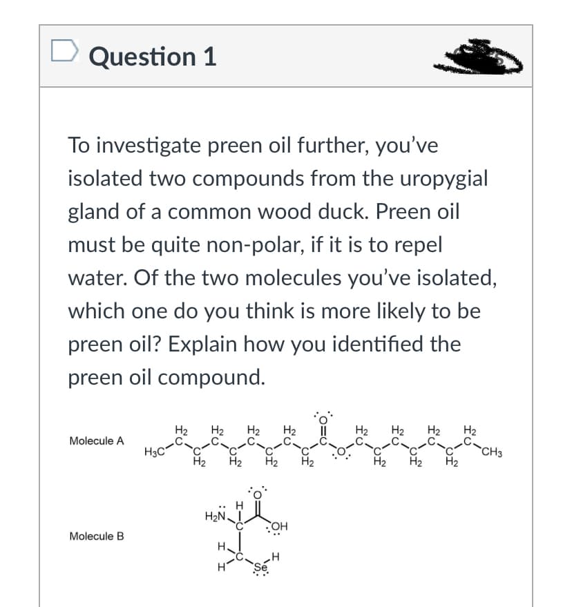 Question 1
To investigate preen oil further, you've
isolated two compounds from the uropygial
gland of a common wood duck. Preen oil
must be quite non-polar, if it is to repel
water. Of the two molecules you've isolated,
which one do you think is more likely to be
preen oil? Explain how you identified the
preen oil compound.
H2
C-
H2
H2
H2
H2
H2
H2
Molecule A
CH3
H3C
H2
H2
H2
H2
H2
H
H2N I
HO
Molecule B
H.
fo
