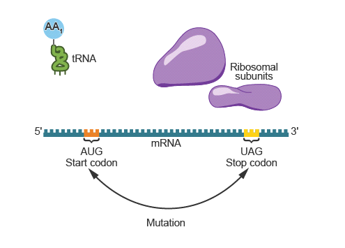 AA,
tRNA
Ribosomal
subunits
5'
3'
MRNA
UAG
AUG
Start codon
Stop codon
Mutation

