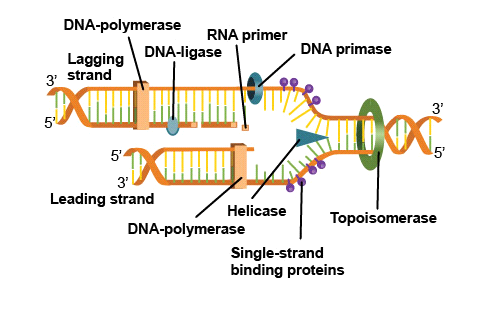 DNA-polymerase
RNA primer
DNA-ligase
DNA primase
Lagging
3' strand
5
5
5'
3'
Leading strand
Helicase
Topoisomerase
DNA-polymerase
Single-strand
binding proteins
