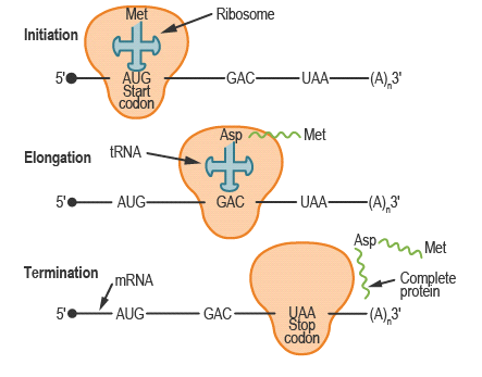 Mẹt
- Ribosome
Initiation
-GAC UAA-
AUG
Start
codon
5'
-(A),3'
Asp
Met
Elongation
tRNA -
5'
- AUG-
GAC
- UAA-
-(A),3'
Aspm
Met
Termination MRNA
Complete
protein
- GAC-
YAA
Štop
codon
AUG-
(A),3'
