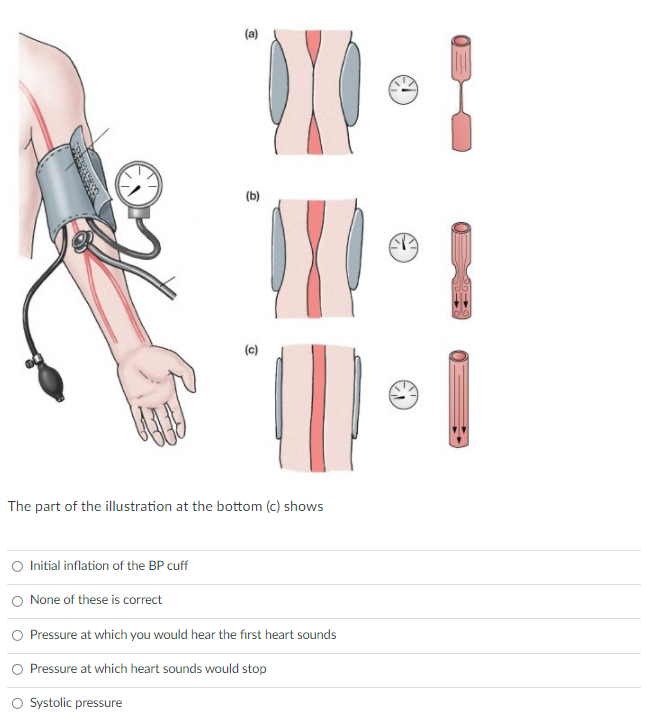 (a)
(b)
(c)
The part of the illustration at the bottom (c) shows
Initial inflation of the BP cuff
O None of these is correct
O Pressure at which you would hear the first heart sounds
Pressure at which heart sounds would stop
O Systolic pressure
