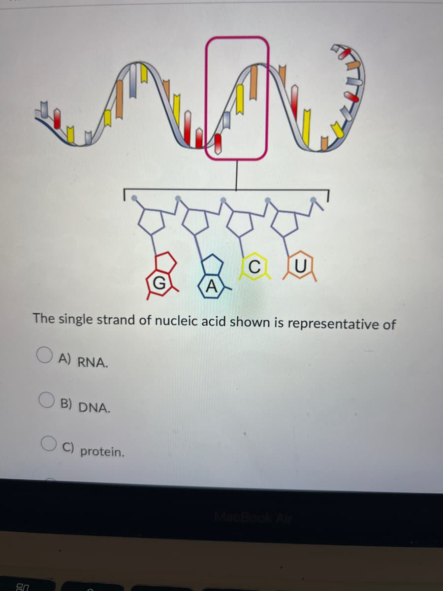 8.0
A
The single strand of nucleic acid shown is representative of
OA) RNA.
B) DNA.
C U
C) protein.
MacBook Air
