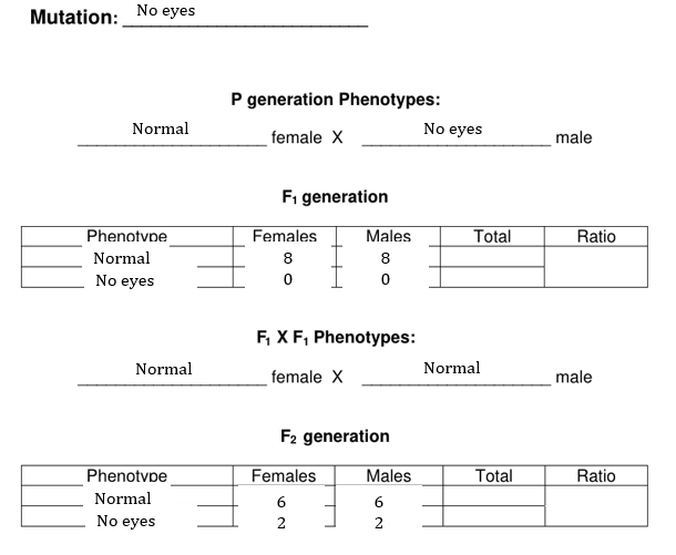 Mutation:
No eyes
P generation Phenotypes:
Normal
No eyes
female X
male
Fi generation
Phenotvpe
Females
Males
Total
Ratio
Normal
8
8
No eyes
F, XF, Phenotypes:
Normal
Normal
female X
male
F2 generation
Phenotvpe
Females
Males
Total
Ratio
Normal
6
6
No eyes
