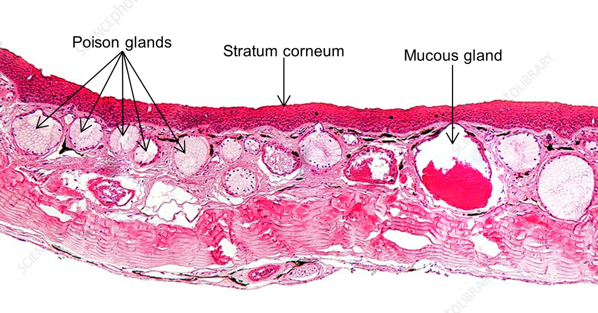 glands
Stratum corneum
Mucous gland
SCIEN
tOLIBRARY
ds
OLIBRAN
