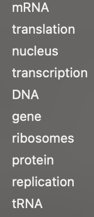 MRNA
translation
nucleus
transcription
DNA
gene
ribosomes
protein
replication
TRNA
