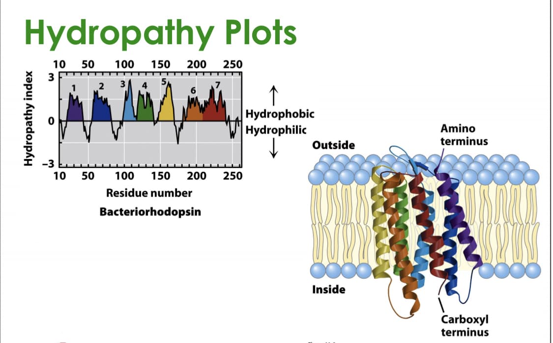 Hydropathy Plots
10
50
100
150
200
250
3
↑
Hydrophobic
Hydrophilic
Amino
terminus
Outside
-3
10
50
100
150
200
250
Residue number
Bacteriorhodopsin
Inside
Carboxyl
terminus
Hydropathy index
