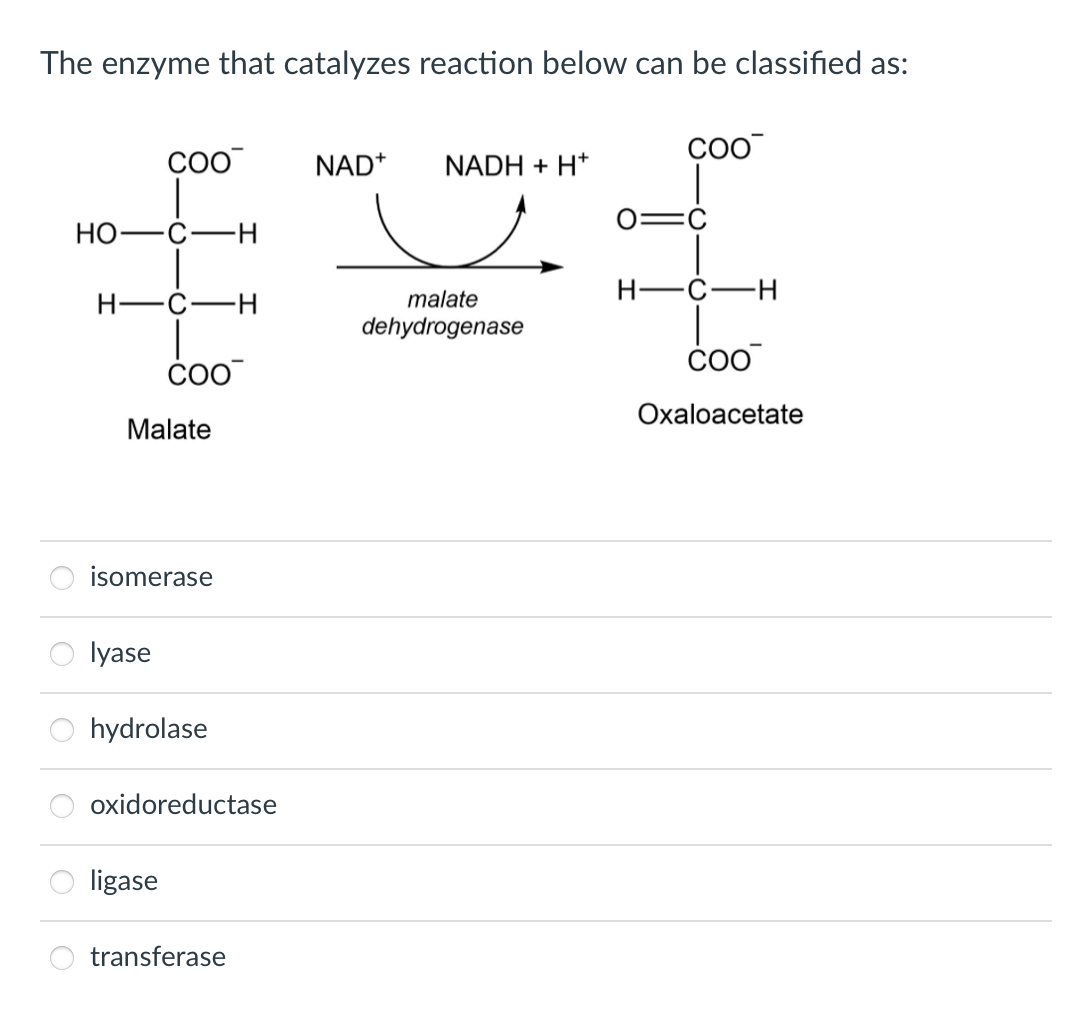The enzyme that catalyzes reaction below can be classified as:
CoO
COO
NAD+
NADH + H*
Но-
|
malate
-C-
H-Ć-
dehydrogenase
Охaloacetate
Malate
isomerase
lyase
hydrolase
oxidoreductase
ligase
transferase
