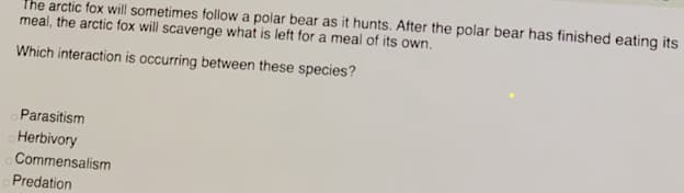 the arctic fox will sometimes follow a polar bear as it hunts. After the polar bear has finished eating its
meal, the arctic fox will scavenge what is left for a meal of its own.
Which interaction is occurring between these species?
Parasitism
Herbivory
Commensalism
Predation
