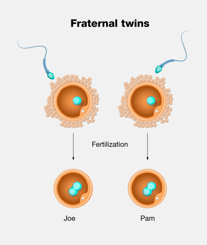 Fraternal twins
Joe
Fertilization
Pam