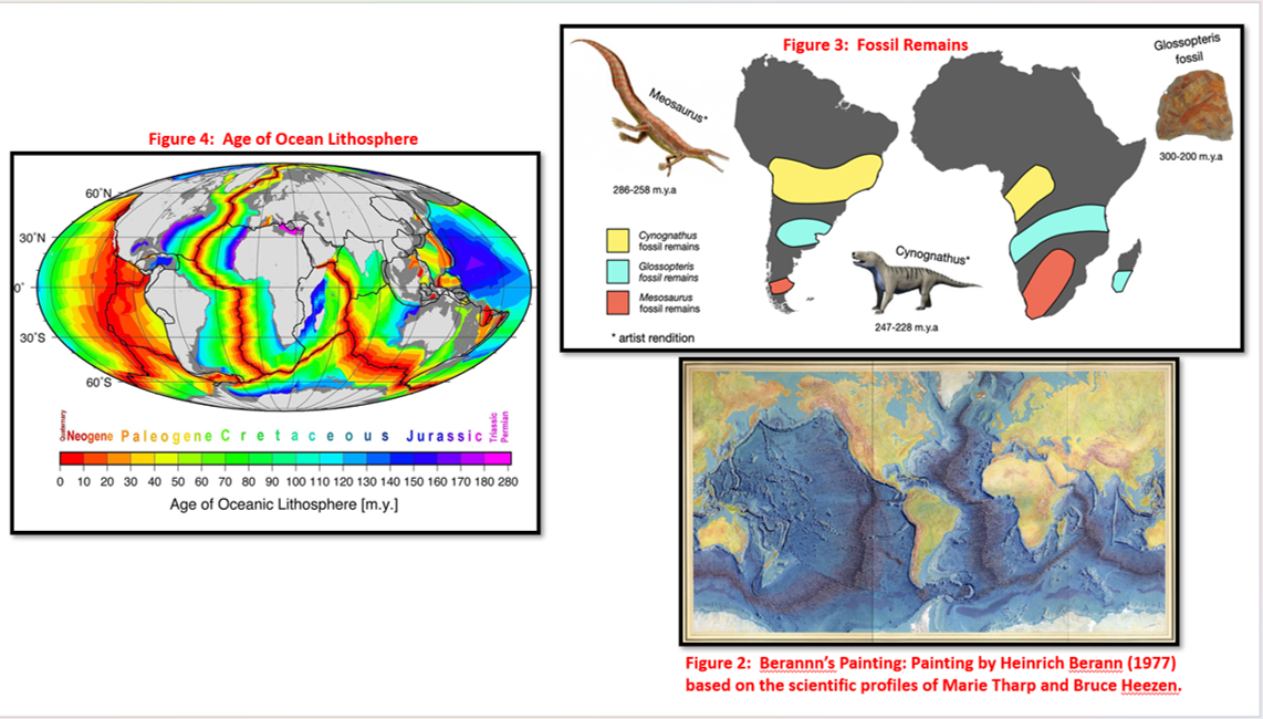 30°N
lo -
0
30'S
60°N
60'S
Figure 4: Age of Ocean Lithosphere
Neogene Paleogene Cretaceous Jurassic
0
10 20 30 40 50 60 70 80 90 100 110 120 130 140 150 160 170 180 280
Age of Oceanic Lithosphere [m.y.]
Meosaurus
286-258 m.y.a
Cynognathus
fossil remains
Glossopteris
fossil remains
Mesosaurus
fossil remains
*artist rendition
Figure 3: Fossil Remains
Cynognathus
247-228 m.y.a
Glossopteris
fossil
300-200 m.y.a
Figure 2: Berannn's Painting: Painting by Heinrich Berann (1977)
based on the scientific profiles of Marie Tharp and Bruce Heezen.