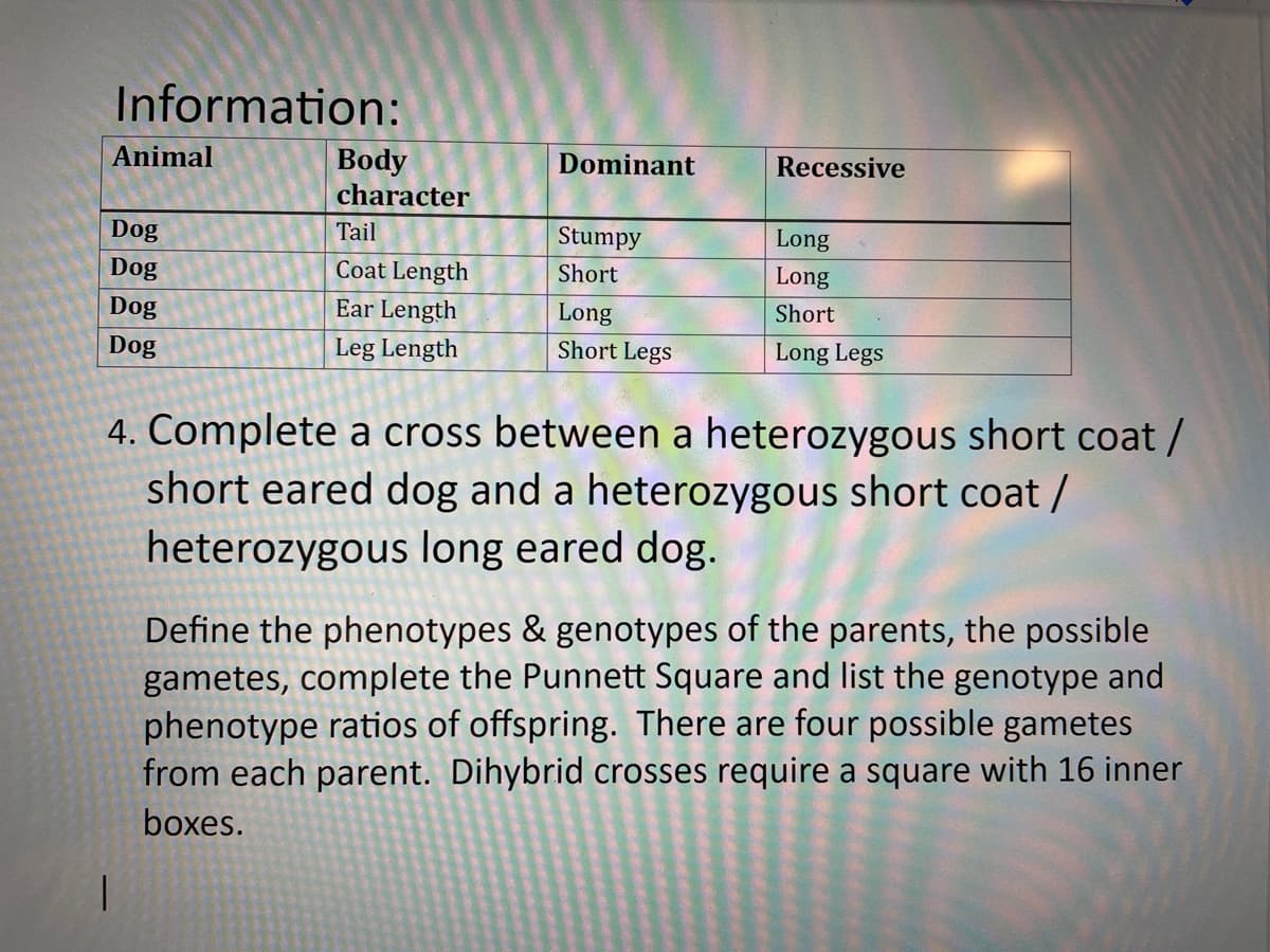Information:
Animal
Body
character
Dominant
Recessive
Dog
Tail
Stumpy
Long
Dog
Coat Length
Short
Long
Dog
Ear Length
Long
Short
Dog
Leg Length
Short Legs
Long Legs
4. Complete a cross between a heterozygous short coat /
short eared dog and a heterozygous short coat /
heterozygous long eared dog.
Define the phenotypes & genotypes of the parents, the possible
gametes, complete the Punnett Square and list the genotype and
phenotype ratios of offspring. There are four possible gametes
from each parent. Dihybrid crosses require a square with 16 inner
boxes.
