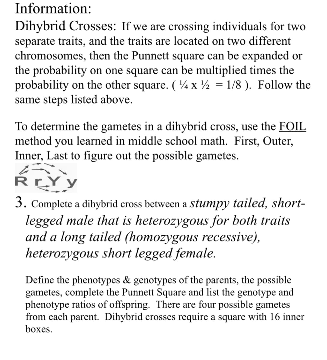 Information:
Dihybrid Crosses: If we are crossing individuals for two
separate traits, and the traits are located on two different
chromosomes, then the Punnett square can be expanded or
the probability on one square can be multiplied times the
probability on the other square. ( ¼ x ½ = 1/8 ). Follow the
same steps listed above.
To determine the gametes in a dihybrid cross, use the FOIL
method you learned in middle school math. First, Outer,
Inner, Last to figure out the possible gametes.
RrYy
3. Complete a dihybrid cross between a stumpy tailed, short-
legged male that is heterozygous for both traits
and a long tailed (homozygous recessive),
heterozygous short legged female.
Define the phenotypes & genotypes of the parents, the possible
gametes, complete the Punnett Square and list the genotype and
phenotype ratios of offspring. There are four possible gametes
from each parent. Dihybrid crosses require a square with 16 inner
boxes.
