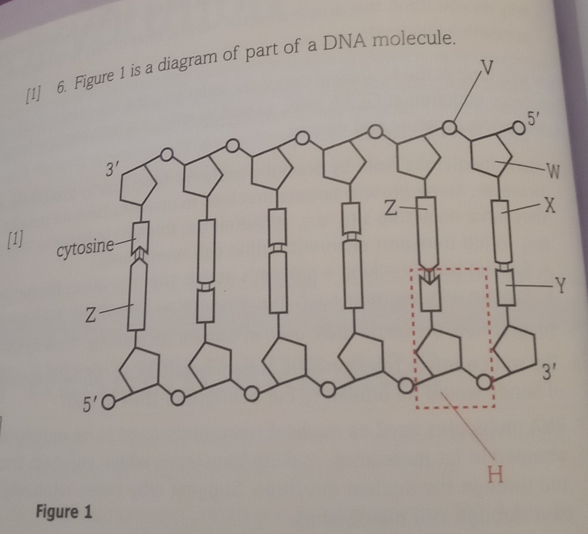 5'
3'
-W
Z-
[1]
cytosine-
-Y
5'O
3'
H.
Figure 1
