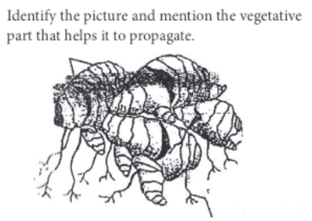 Identify the picture and mention the vegetative
part that helps it to propagate.
