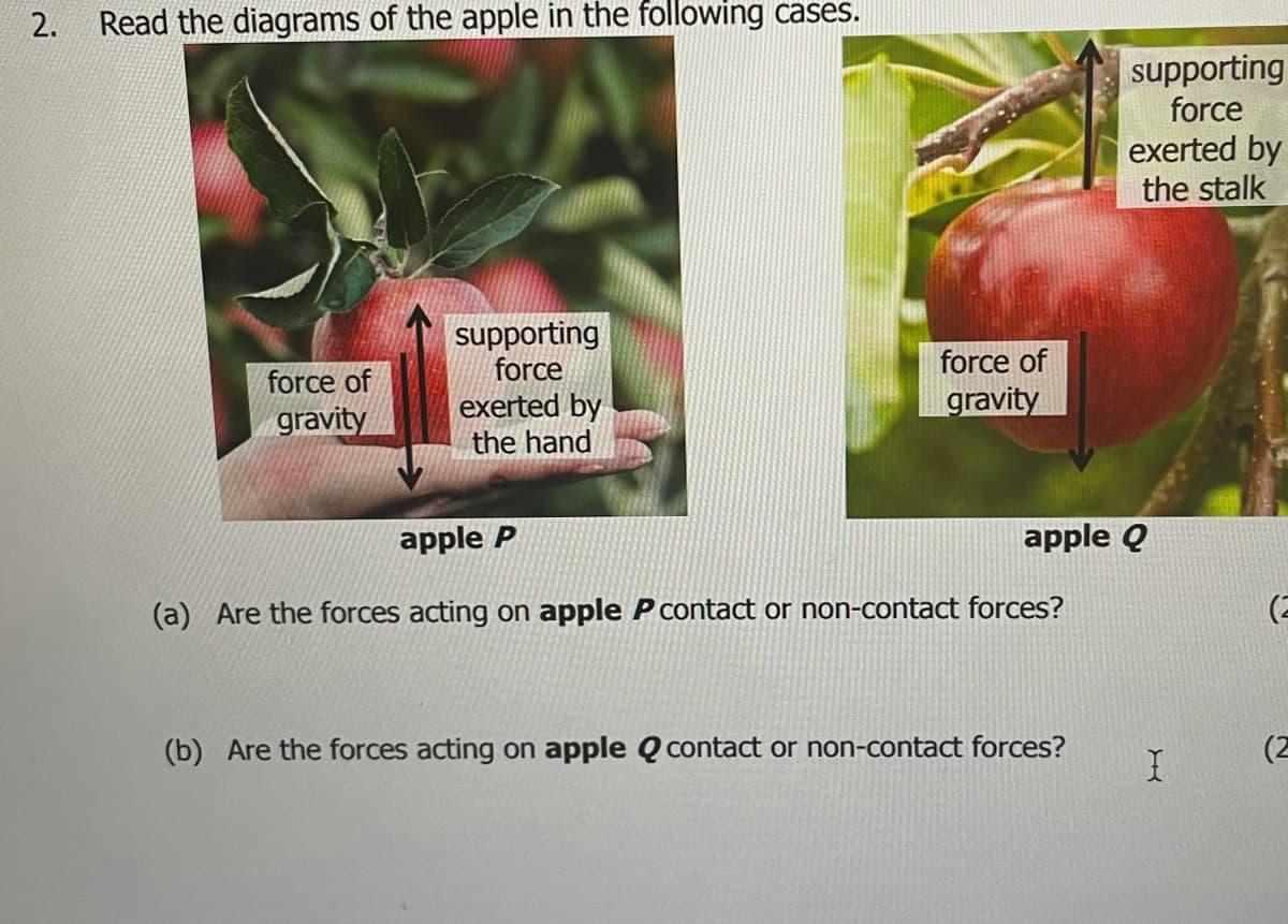 2.
Read the diagrams of the apple in the following cases.
supporting
force
exerted by
the stalk
supporting
force
force of
force of
gravity
gravity
exerted by
the hand
apple P
apple Q
(a) Are the forces acting on apple P contact or non-contact forces?
(2
(b) Are the forces acting on apple Q contact or non-contact forces?
(2
