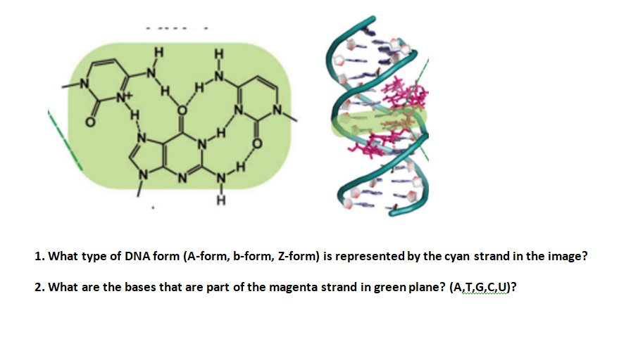 H
1. What type of DNA form (A-form, b-form, Z-form) is represented by the cyan strand in the image?
2. What are the bases that are part of the magenta strand in green plane? (A,T,G,C,U)?
