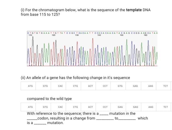 (i) For the chromatogram below, what is the sequence of the template DNA
from base 115 to 125?
CTGTGTGAAATTGT TA T CCGC T CA CA AT T C CACA CA A CATA CGAGC CGGAAG CA TA A
110
120
130
140
150
160
(ii) An allele of a gene has the following change in it's sequence
ATG
GTG
CÁC
CTG
ACT
CCT
GTG
GAG
AAG
TCT
compared to the wild type
ATG
GTG
CAC
CTG
ACT
CT
GAG
GAG
AAG
TCT
With reference to the sequence; there is a
codon, resulting in a change from
is a
mutation in the
to
which
mutation.
