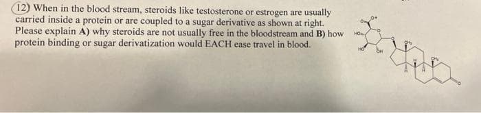 (12) When in the blood stream, steroids like testosterone or estrogen are usually
carried inside a protein or are coupled to a sugar derivative as shown at right.
Please explain A) why steroids are not usually free in the bloodstream and B) how
protein binding or sugar derivatization would EACH ease travel in blood.
HOn
