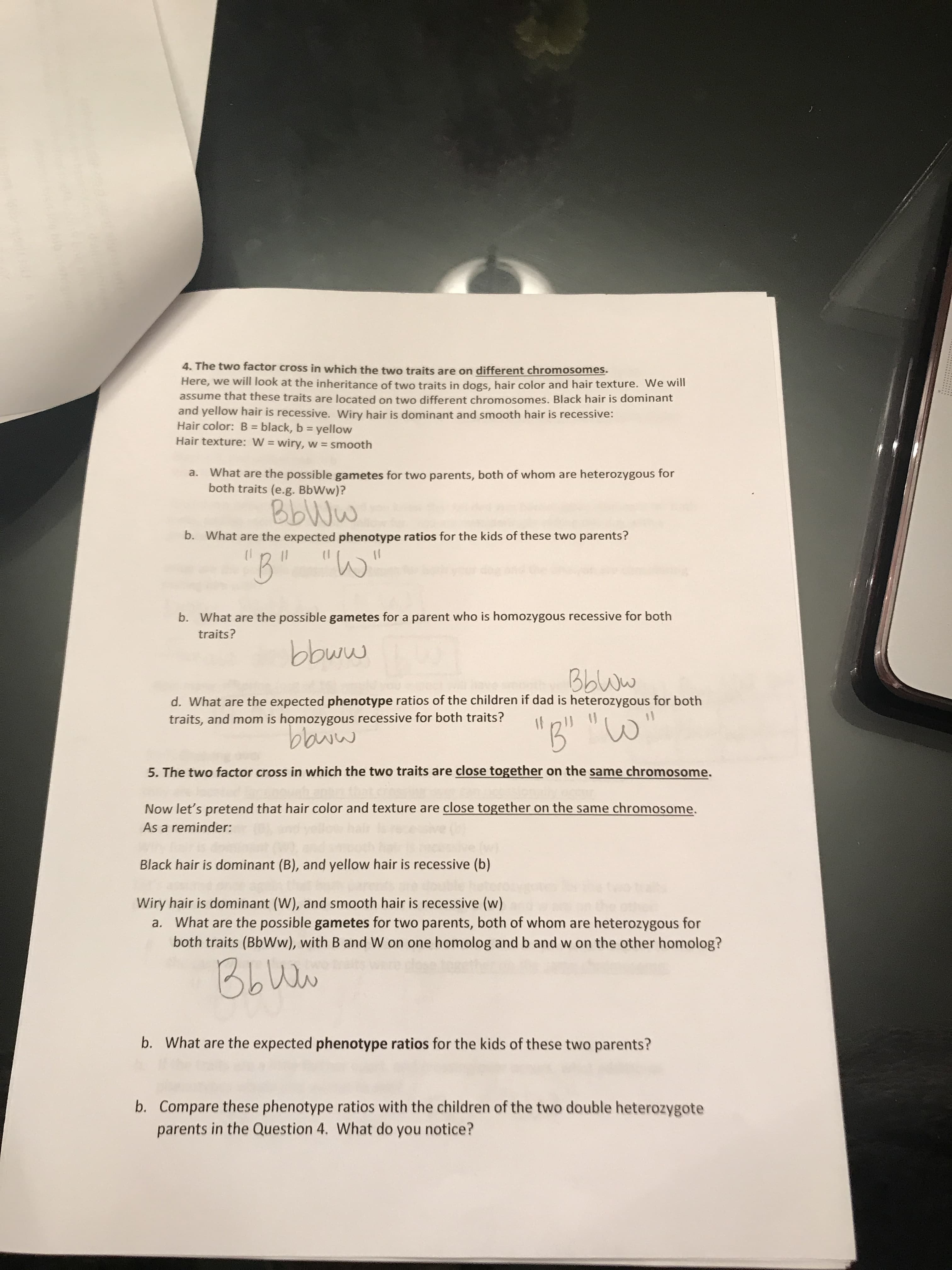 4. The two factor cross in which the two traits are on different chromosomes.
Here, we will look at the inheritance of two traits in dogs, hair color and hair texture. We will
assume that these traits are located on two different chromosomes. Black hair is dominant
and yellow hair is recessive. Wiry hair is dominant and smooth hair is recessive:
Hair color: B black, b yellow
Hair texture: W wiry, w smooth
a. What are the possible gametes for two parents, both of whom are heterozygous
both traits (e.g. BbWw)?
for
BbWw
b.
What are the expected phenotype ratios for the kids of these two parents?
B"
"Wo
b.
What are the possible gametes for a parent who is homozygous recessive for both
traits?
bbww
Bbww
d. What are the expected phenotype ratios of the children if dad is heterozygous for both
traits, and mom is homozygous recessive for both traits?
baww
5. The two factor cross in which the two traits are close together on the same chromosome.
Now let's pretend that hair color and texture are close together on the same chromosome.
As a reminder:
Black hair is dominant (B), and yellow hair is recessive (b)
Wiry hair is dominant (W), and smooth hair is recessive (w)
a. What are the possible gametes for two parents, both of whom are heterozygous for
both traits (BbWw), with B and W on one homolog and b and w on the other homolog?
Bbuw
What are the expected phenotype ratios for the kids of these two parents?
b.
b. Compare these phenotype ratios with the children of the two double heterozygote
parents in the Question 4. What do you notice?
