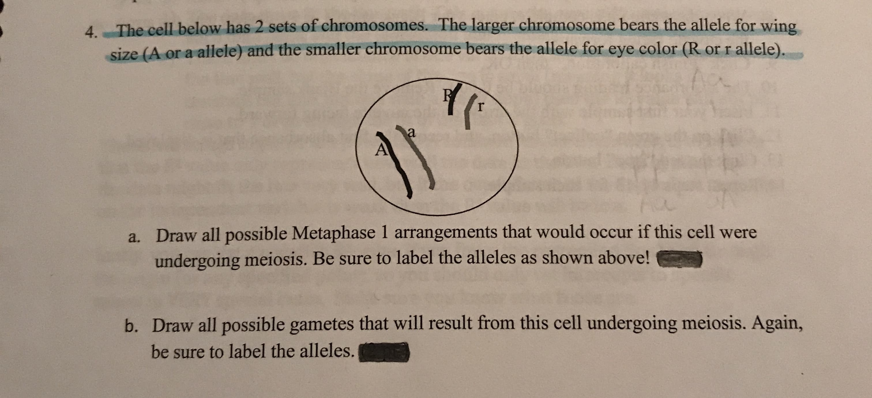 4. The cell below has 2 sets of chromosomes. The larger chromosome bears the allele for wing
size (A or a allele) and the smaller chromosome bears the allele for eye color (R
or r allele).
a
a. Draw all possible Metaphase 1 arrangements that would occur if this cell were
undergoing meiosis. Be sure to label the alleles as shown above!
b. Draw all possible gametes that will result from this cell undergoing meiosis. Again,
be sure to label the alleles.
