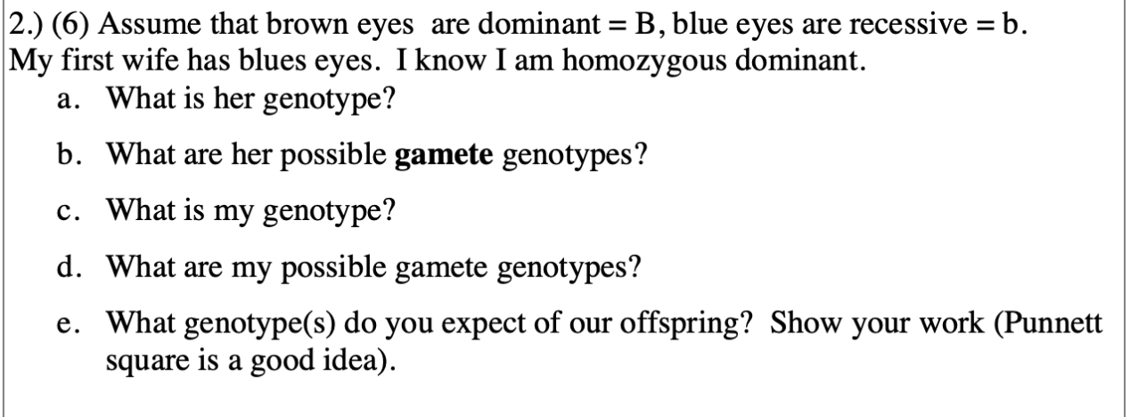 2.) (6) Assume that brown eyes are dominant = B, blue eyes are recessive = b
My first wife has blues eyes. Iknow I am homozygous dominant.
a. What is her genotype?
b. What are her possible gamete genotypes?
c. What is my genotype?
d. What are my possible gamete genotypes?
e. What genotype(s) do you expect of our offspring? Show your work (Punnett
square is a good idea).
