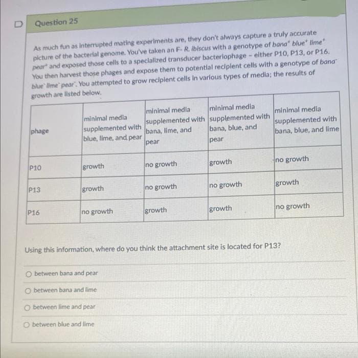 Question 25
As much fun as lInterrupted mating experiments are, they don't always capture a truly accurate
picture of the bacterial genome. You've taken an F-R. ibiscus with a genotype of bana" blue' lime
pear and exposed those cells to a specialized transducer bacterlophage - either P10, P13, or P16.
You then harvest those phages and expose them to potential reciplent cells with a genotype of bana
blue lime" pear". You attempted to grow reciplent cells in varlous types of media; the results of
growth are listed below.
minimal media
supplemented with supplemented with
bana, lime, and
minimal media
minimal media
supplemented with
blue, lime, and pear
minimal medla
supplemented with
bana, blue, and lime
phage
bana, blue, and
pear
pear
P10
growth
no growth
growth
no growth
P13
growth
no growth
no growth
growth
P16
no growth
growth
growth
no growth
Using this information, where do you think the attachment site is located for P13?
O between bana and pear
O between bana and lime
O between lime and pear
O between blue and lime
