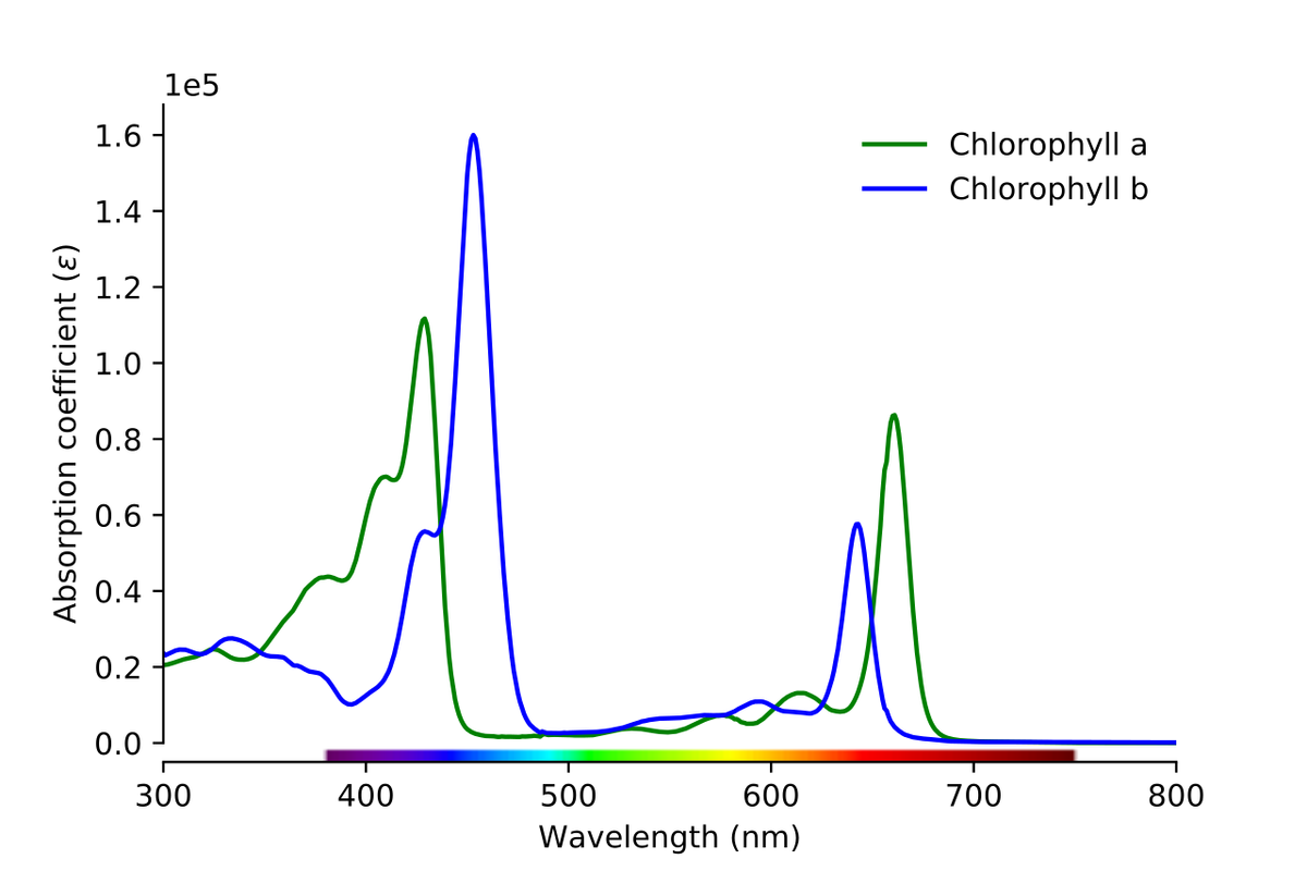 1e5
1.6
Chlorophyll a
Chlorophyll b
1.4
1.2
1.0
0.8
0.6
0.4
0.2
0.0
300
400
500
600
700
800
Wavelength (nm)
Absorption coefficient (ɛ)
