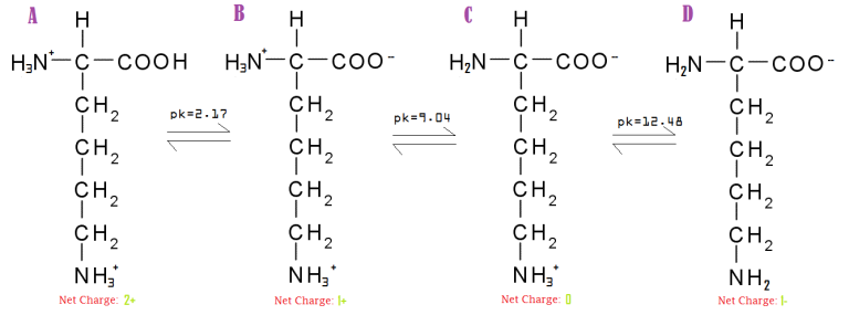 A
H
H
H
D
H
H;N-C-COOH
H;N-C-co-
H2N-C-coo-
H,N-C-c00-
CH2
CH,
CH,
CH,
pk=2.17
pk=9.04
pk=12.48
CH,
CH,
сн,
CH2
CH2
CH2
ÇH2
CH2
CH,
CH,
CH2
CH.
NH;
NH,
NH,
NH,
Net Charge: 2+
Net Charge: +
Net Charge: 0
Net Charge: -
