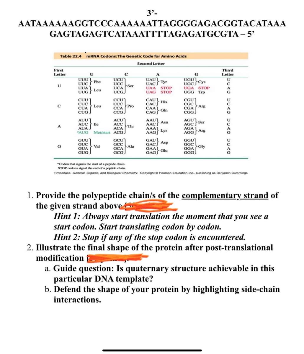 3'-
AATAAAAAAGGTCCCAAAAAATTAGGGGAGACGGTACATAAA
GAGTAGAGTCATAAATTTTAGAGATGCGTA - 5'
Table 22.4 mRNA Codons: The Genetic Code for Amino Acids
Second Letter
First
Letter
U
C
A
G
Third
Letter
UUU
Phe
UUC
U
UUA
UCU
UCC
UCA
Ser
Leu
UUG
UCG
UAU
UAC Tyr
UAA STOP
UAG STOP
UGU
U
UGC Cys
UGA
UGG Trp
STOP
A
G
CUU
CCU
CUC
CCC
CAC
CAU His
CGU
CGC
C
Leu
Pro
Arg
CUA
CCA
CAA
CGA
Gln
CUG
CCG.
CAG
CGG
AUU
ACU
AAUT
AGU
Asn.
AUC
Ile
ACC
AAC
A
Thr
AGC Ser
AUA
ACA
AAA
AGA
"AUG
Met/start ACG
AAG Lys
AGG
Arg
GUU
GCU
GAU
GUC
GCC
G
Val
Ala
GAC Asp
GGU
U
GGC
GUA
GUG
GCA
GAA
GGA
Gly
Glu
GCG
GAG
GGG
"Codon that signals the start of a peptide chain.
STOP codons signal the end of a peptide chain.
Timberlake, General, Organic, and Biological Chemistry. Copyright Pearson Education Inc.. publishing as Benjamin Cummings
1. Provide the polypeptide chain/s of the complementary strand of
the given strand above
Hint 1: Always start translation the moment that you see a
start codon. Start translating codon by codon.
Hint 2: Stop if any of the stop codon is encountered.
2. Illustrate the final shape of the protein after post-translational
modification
a. Guide question: Is quaternary structure achievable in this
particular DNA template?
b. Defend the shape of your protein by highlighting side-chain
interactions.