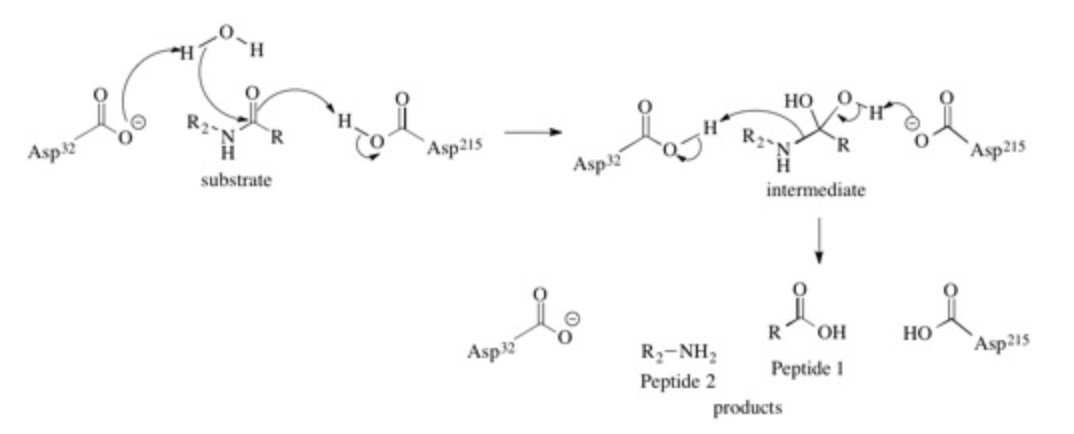 Но
Asp32
Asp215
substrate
Asp
Asp215
intermediate
Asp32
R
HO,
Но
R2-NH,
Peptide 2
Asp2i5
Peptide 1
products
