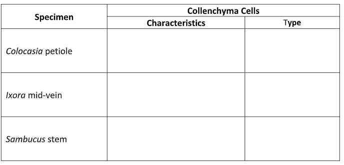 Collenchyma Cells
Specimen
Characteristics
Туре
Colocasia petiole
Ixora mid-vein
Sambucus stem
