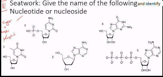 Seatwork: Give the name of the followingand identify
Nucleotide or nucleoside
NH2
Suger
2
NH
NH2
onye
но-
OH
NH2
онон
H2N
1
'NH
но.
но
3
O-P-0
'N.
O'
-O-
OH
он
онон
