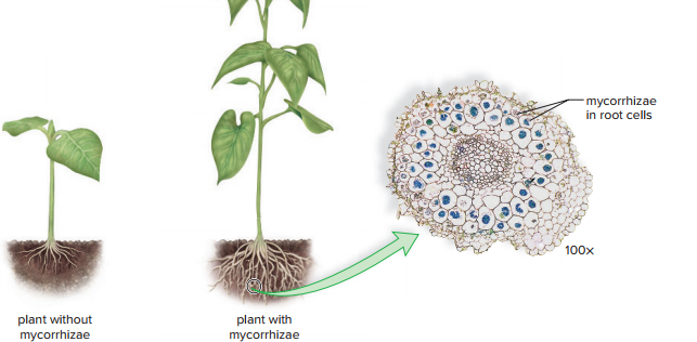 mycorrhizae
in root cells
100x
plant without
mycorrhizae
plant with
mycorrhizae
