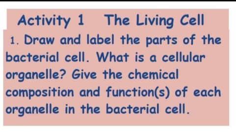 Activity 1 The Living Cell
1. Draw and label the parts of the
bacterial celI. What is a cellular
organelle? Give the chemical
composition and function(s) of each
organelle in the bacterial cell.
