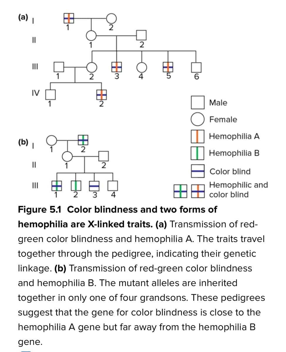 (a) |
II
II
1
6.
IV
1
Male
Female
Hemophilia A
(b) ,
2
Hemophilia B
Color blind
申中卓白
Hemophilic and
color blind
2
3
4
Figure 5.1 Color blindness and two forms of
hemophilia are X-linked traits. (a) Transmission of red-
green color blindness and hemophilia A. The traits travel
together through the pedigree, indicating their genetic
linkage. (b) Transmission of red-green color blindness
and hemophilia B. The mutant alleles are inherited
together in only one of four grandsons. These pedigrees
suggest that the gene for color blindness is close to the
hemophilia A gene but far away from the hemophilia B
gene.
中。
田3
由2
由一
