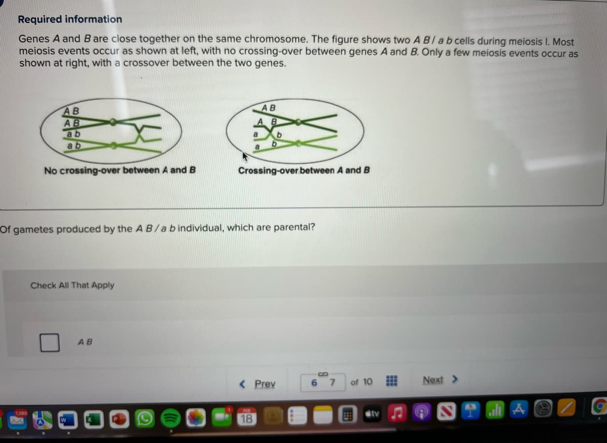 Required information
Genes A and B are close together on the same chromosome. The figure shows two A B/ ab cells during meiosis I. Most
meiosis events occur as shown at left, with no crossing-over between genes A and B. Only a few meiosis events occur as
shown at right, with a crossover between the two genes.
AB
AB
AB
ab
ab
B.
a
a
No crossing-over between A and B
Crossing-over between A and B
Of gametes produced by the AB/abindividual, which are parental?
Check All That Apply
AB
%S
< Prev
of 10
Next >
7.
1280
stv
18
