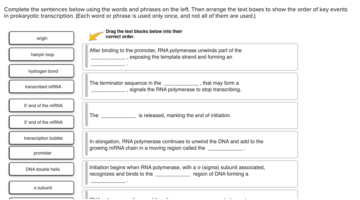 Complete the sentences below using the words and phrases on the left. Then arrange the text boxes to show the order of key events
in prokaryotic transcription. (Each word or phrase is used only once, and not all of them are used.)
Drag the text blocks below into their
correct order.
origin
After binding to the promoter, RNA polymerase unwinds part of the
exposing the template strand and forming an
hairpin loop
hydrogen bond
The terminator sequence in the
that may form a
signals the RNA polymerase to stop transcribing.
transcribed mRNA
5' end of the mRNA
The
is released, marking the end of initiation.
3' end of the mRNA
transcription bubble
In elongation, RNA polymerase continues to unwind the DNA and add to the
growing mRNA chain in a moving region called the
promoter
Initiation begins when RNA polymerase, with a o (sigma) subunit associated,
recognizes and binds to the
DNA double helix
region of DNA forming a
o subunit
wwwwwww
MwW
