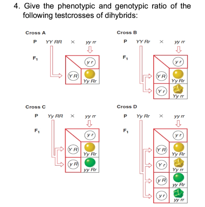 4. Give the phenotypic and genotypic ratio of the
following testcrosses of dihybrids:
Cross A
Cross B
P
YY RR
yy rr
P
YY Rr
yy rr
F1
F,
(уг
yr)
(YR
|Yy Rr
YR
Yy Rr
(Yr)
Yy rr
Cross C
Cross D
P
Yy RR
yy rr
P
Yy Rr
yy rr
F,
F,
(yr
(yr)
Y R
Yy Rr
Y R
Yy Rr
(y R
уy Rr
(Yr)
Yy rr
(y R
yy Rr
yr)
yy rr
